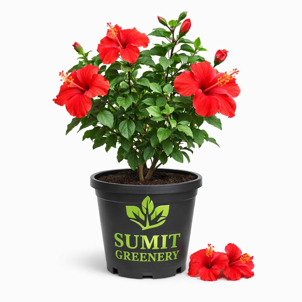 Sumit Greenery Live Red Hibiscus Plant – Desi Puja Joba Gudhal